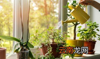 阳台上养什么植物好，阳台上适合养什么植物好