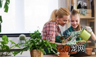 杜仲树的养殖方法和注意事项 杜仲树怎样栽培繁殖