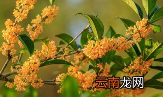 四季桂花养殖方法及注意事项 四季桂花的养殖方法和注意事项
