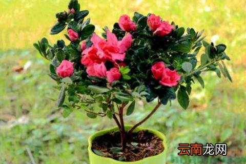 杜鹃怎么浇水