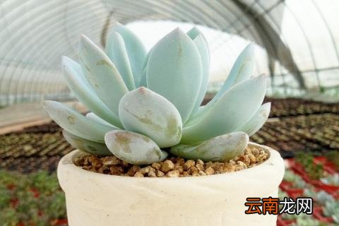 多肉雪莲怎么养