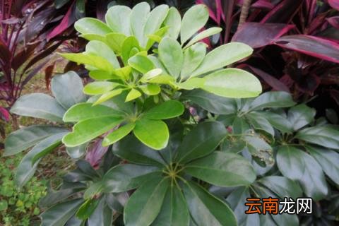 鹅掌藤怎么养爆盆