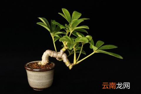 鹅掌藤怎么养爆盆