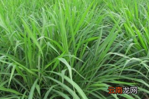 黑麦草种植方法