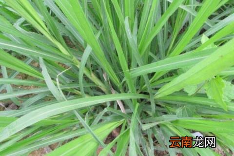 黑麦草种植方法