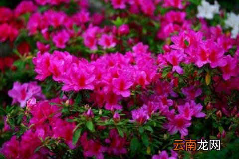 杜鹃怎么修剪