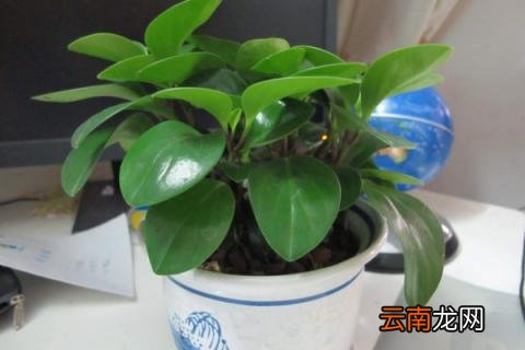 豆瓣绿养殖方法
