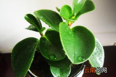 豆瓣绿养殖方法