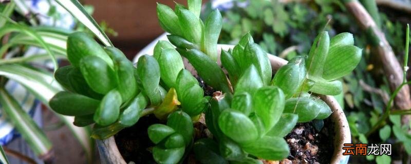 多肉植物种植