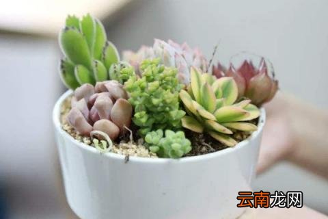 多肉植物种植