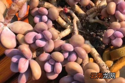 多肉桃蛋怎么养
