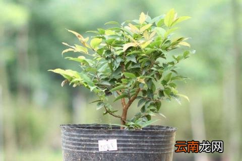 果树冬天可以移栽吗