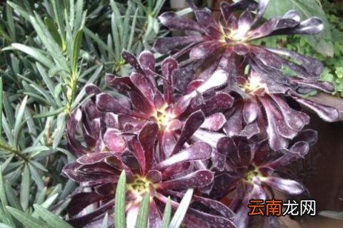 黑法师怎么养
