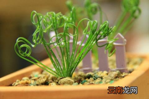 弹簧草怎么养
