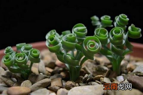 弹簧草怎么养