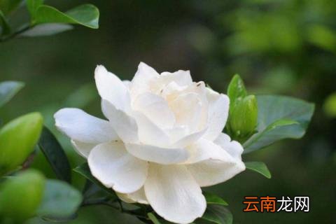 大叶栀子花的养殖方法和注意事项
