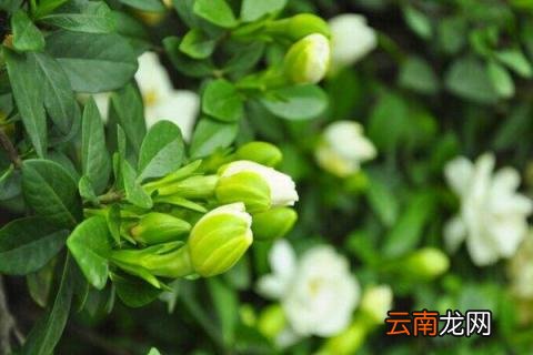 大叶栀子花的养殖方法和注意事项