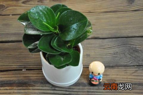 豆瓣绿夏天怎么养