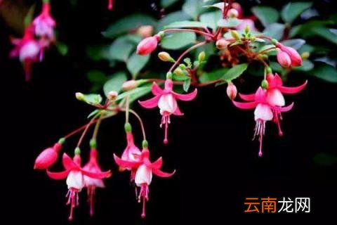 倒挂金钟种子种植方法