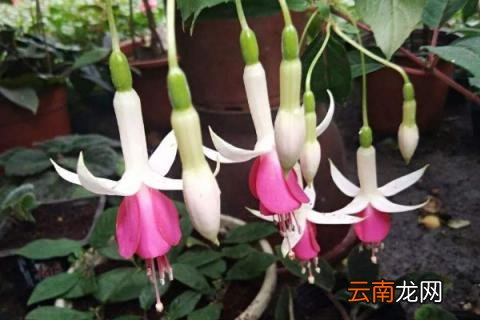 倒挂金钟种子种植方法