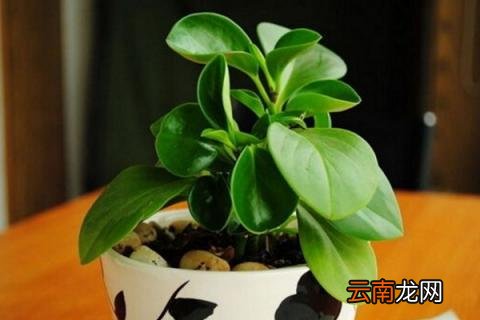 豆瓣绿夏天怎么养