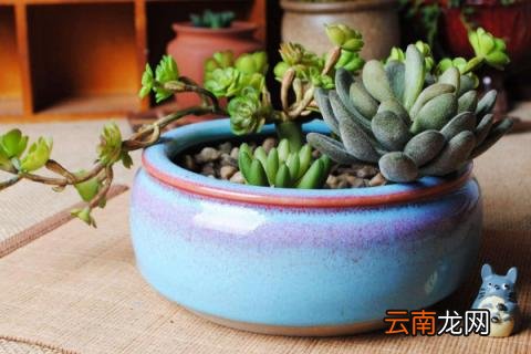 多肉秋天怎么养