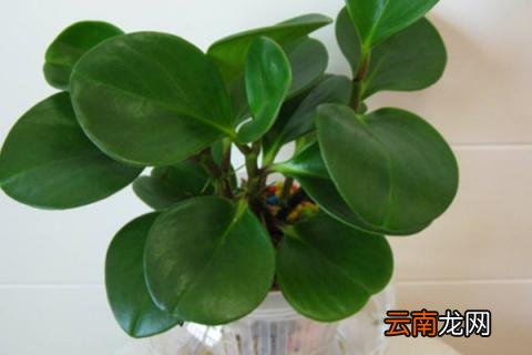 豆瓣绿可以水培吗