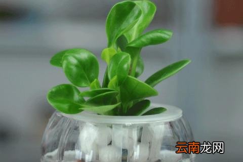 豆瓣绿可以水培吗