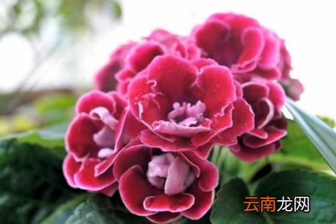 大岩桐的养殖方法和注意事项