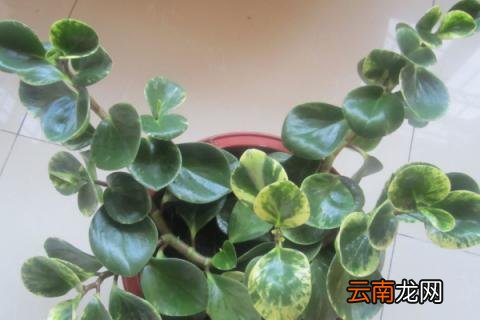 豆瓣绿的养殖方法和注意事项