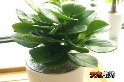 豆瓣绿的养殖方法和注意事项