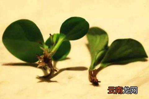豆瓣绿扦插