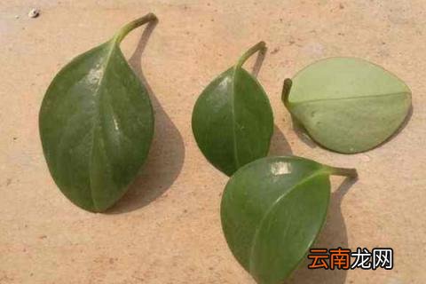 豆瓣绿扦插