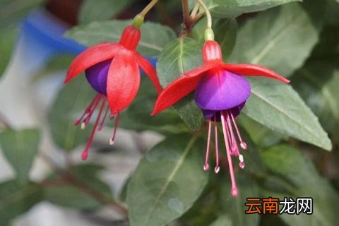 倒挂金钟种子怎么催芽