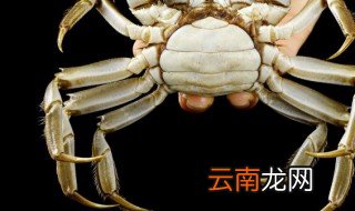保存海蟹的方法 海螃蟹保存方法