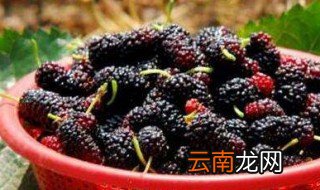 桑葚压条方法 如何压条