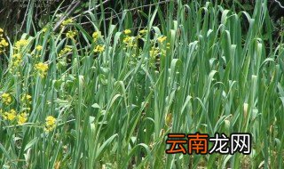 大蒜灌溉方法 大蒜灌溉方法有哪些