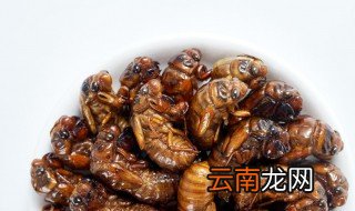 金蝉养殖的技巧 金蝉的天敌有哪些