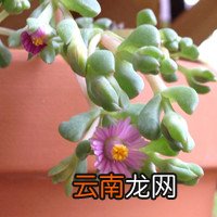非洲冰草 非洲冰草功效与禁忌