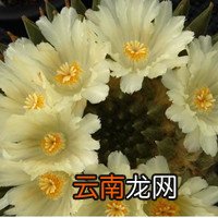 鼠尾掌 鼠尾掌开花寓意