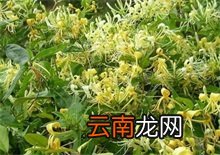 百度百科金银花 金银花百科