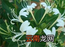 百度百科金银花 金银花百科