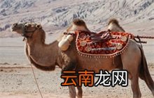 骆驼百科全书 骆驼百科