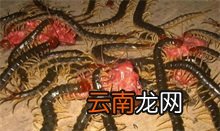 广西薄荷蓝腿蜈蚣百科 蜈蚣百科