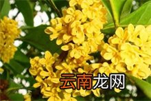桂花百科 桂花百科大全