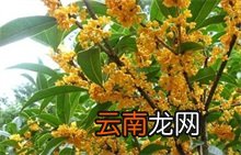 桂花百科 桂花百科大全