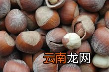 榛子百科，榛子是什么榛子