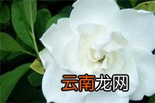 栀子花百科，栀子花百科024105d