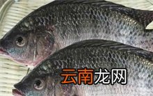 罗非鱼百科 罗非鱼的其他名称