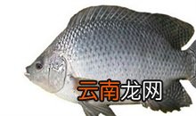 罗非鱼百科 罗非鱼的其他名称